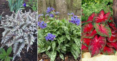 12 Foliage Plants Like Hosta that Grow in Shade - balconygardenweb.com - Russia