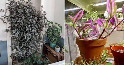 How to Grow Wandering Jew Like a Vine - balconygardenweb.com