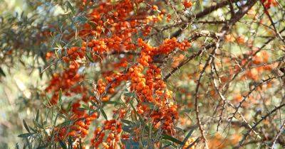 How To Grow Sea Buckthorn - gardenersworld.com - Britain - Greece