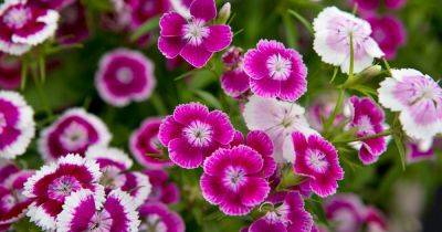 How to Grow and Care for Sweet William - gardenersworld.com