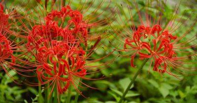 How to Grow Spider Lily - gardenersworld.com - Usa - China - Britain - Japan