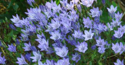 How to Grow Brodiaea - gardenersworld.com - Britain