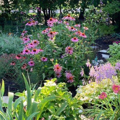 Update on a Front Yard Pollinator Garden in Illinois - finegardening.com - Japan - state Illinois - county Garden