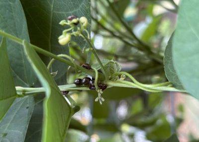 Question of the Week – Kudzu Bug - hgic.clemson.edu - Usa - state Virginia - state Louisiana - state South Carolina - city Atlanta