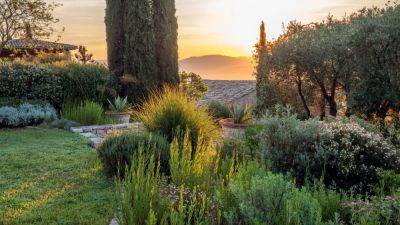 Aromatic plants: 31 of the best | House & Garden - houseandgarden.co.uk - France