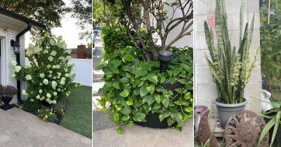 12 Outdoor Plants that Improve Air Quality and Reduce Allergens - balconygardenweb.com - Britain