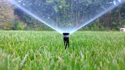 Should You Water Your Grass on a Sunny Day? - thespruce.com