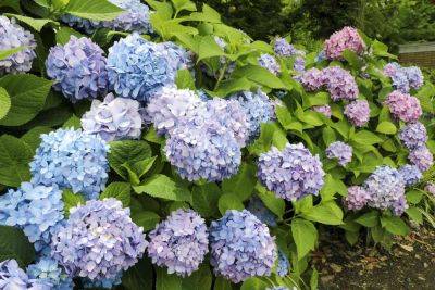 Hydrangeas Are Having a Stellar Year—Here's What to Know - thespruce.com