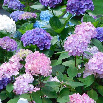 Peak Season in Heidi’s Connecticut Garden - finegardening.com - state Connecticut - county Garden