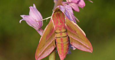 Wildlife watch: Elephant hawk-moth - gardenersworld.com