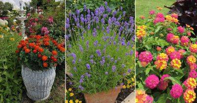 11 Best Pest Resistant Flowers - balconygardenweb.com - Mexico