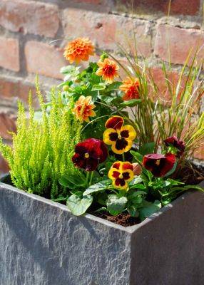 30 best fall flowers for pots and autumn hanging baskets - growingfamily.co.uk