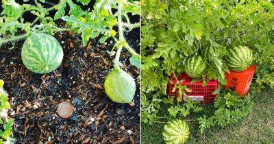 5 Watering Tips For a Sweet and Juicy Watermelon Harvest - balconygardenweb.com