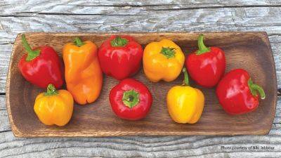 6 Types of Peppers to Grow - gardengatemagazine.com