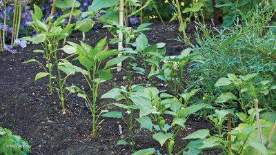 Tips for Growing Peppers - gardengatemagazine.com