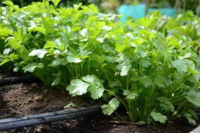 Successful Cilantro - seattleurbanfarmco.com