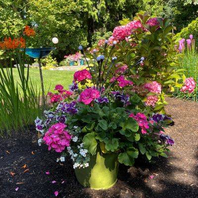 Lila’s Colorful Containers in Washington - finegardening.com - Washington - state Washington