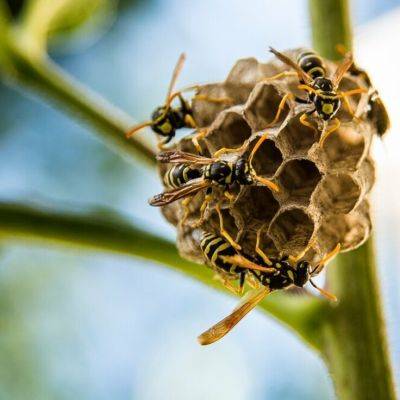 Effective Strategies for Safe Wasp Nest Removal - gardencentreguide.co.uk