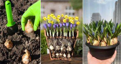 Planting Depth for Every Bulb and Why You Should Follow It - balconygardenweb.com