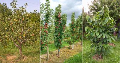 15 Best Fruit Trees that Grow in Ohio - balconygardenweb.com - Usa - state Idaho - state Ohio - county Lake