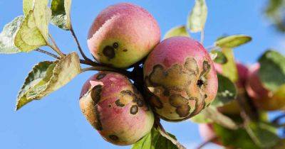 How to Identify and Manage Apple Scab Fungus - gardenerspath.com