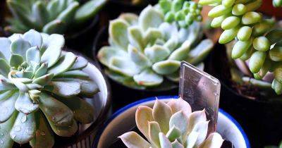 29 of the Best Blue Succulent Plants - gardenerspath.com