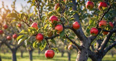 How to Propagate Apple Trees - gardenerspath.com