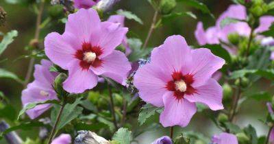 11 Reasons (and Solutions!) for Yellow Hibiscus Leaves - gardenerspath.com