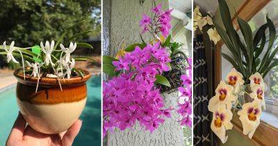 12 Best Fragrant Orchids - balconygardenweb.com