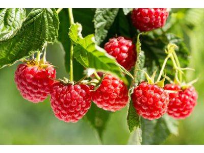 Thinning raspberry canes will help keep plants healthy, growing - theprovince.com