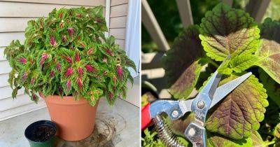 How to Make Any Coleus Bushier and Bigger - balconygardenweb.com