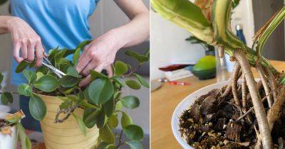 How to Prune Houseplants: 7 Best Ways - balconygardenweb.com