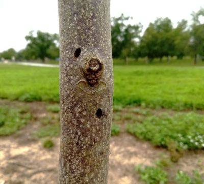 Question of the Week – Wood Boring Beetle - hgic.clemson.edu