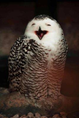 150 best owl puns and owl jokes that are a real hoot - growingfamily.co.uk