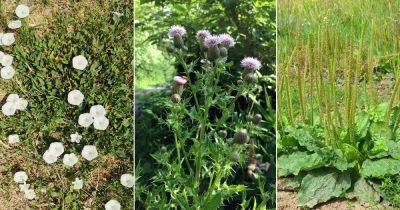 15 Most Common Weeds Found in the USA - balconygardenweb.com - Usa - Canada