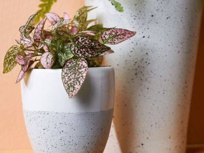 An Adorable Polka Dot Plant Was Just Spotted at Aldi - bhg.com - Madagascar