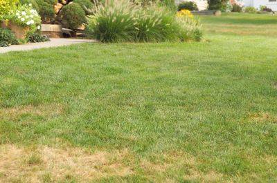 Why Letting Grass Turn Brown in Summer Is Totally OK - bhg.com