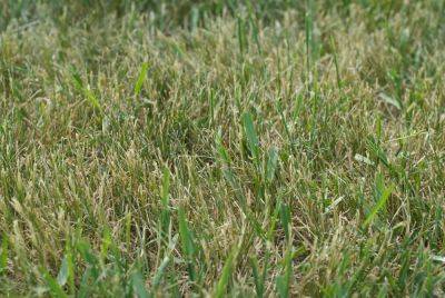 How To Get Rid Of Crabgrass That's Growing In Your Lawn And Prevent It From Coming Back - southernliving.com - Georgia