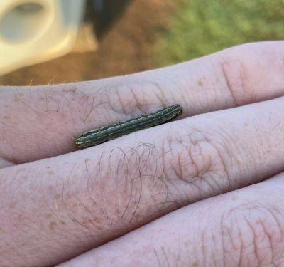 Be On the Lookout for Armyworms - hgic.clemson.edu - state South Carolina