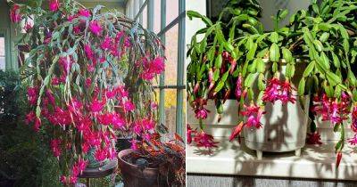 4 Things To Do With Christmas Cactus in August For More Flowers - balconygardenweb.com - Brazil