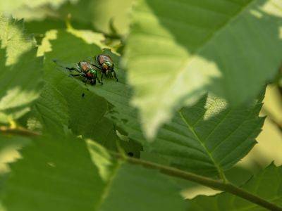 How To Get Rid Of June Bugs To Prevent Future Damage To Your Lawn - southernliving.com - Georgia