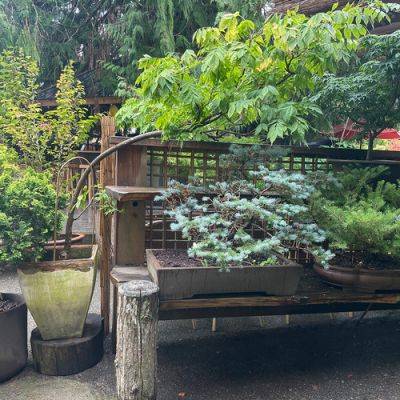 GPOD on the Road: Bonsai Trees at an Old Country Market - finegardening.com - Japan - county Island