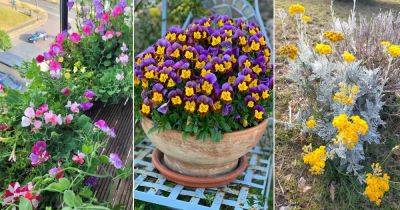 10 Cool Season Flowers That Love Chilly Weather - balconygardenweb.com