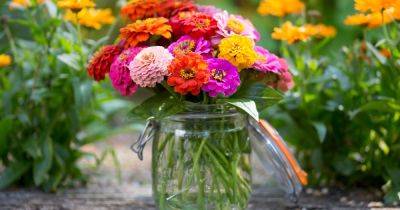 How to Grow Zinnias - gardenersworld.com - Mexico