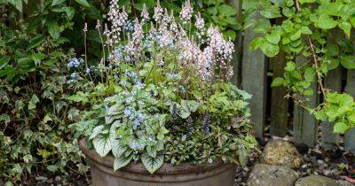 Heuchera (Coral Bells): Plant, Grow and Care for Heucheras - gardenersworld.com