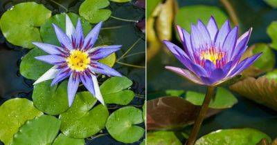 Blue Lotus Flower Meaning and Care - balconygardenweb.com - Egypt