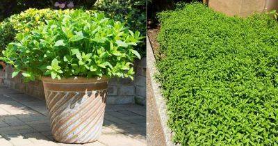 12 Benefits of Growing Mint in a Garden - balconygardenweb.com