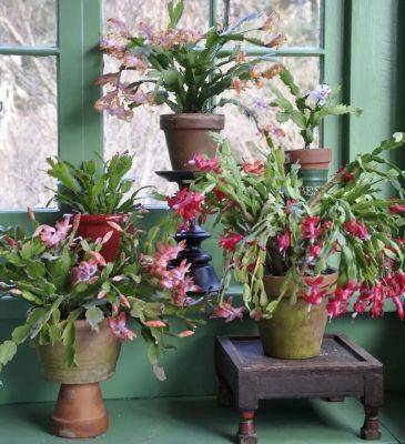 Secrets to holiday-cactus success, with matt mattus - awaytogarden.com - state Massachusets