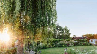 Willow: how to grow and care for it | House & Garden - houseandgarden.co.uk - China - Britain - Greece - Egypt