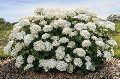 The New FlowerFull Hydrangea Is Made for More Blooms - bhg.com